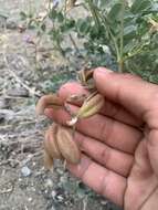 صورة Astragalus cimae var. cimae