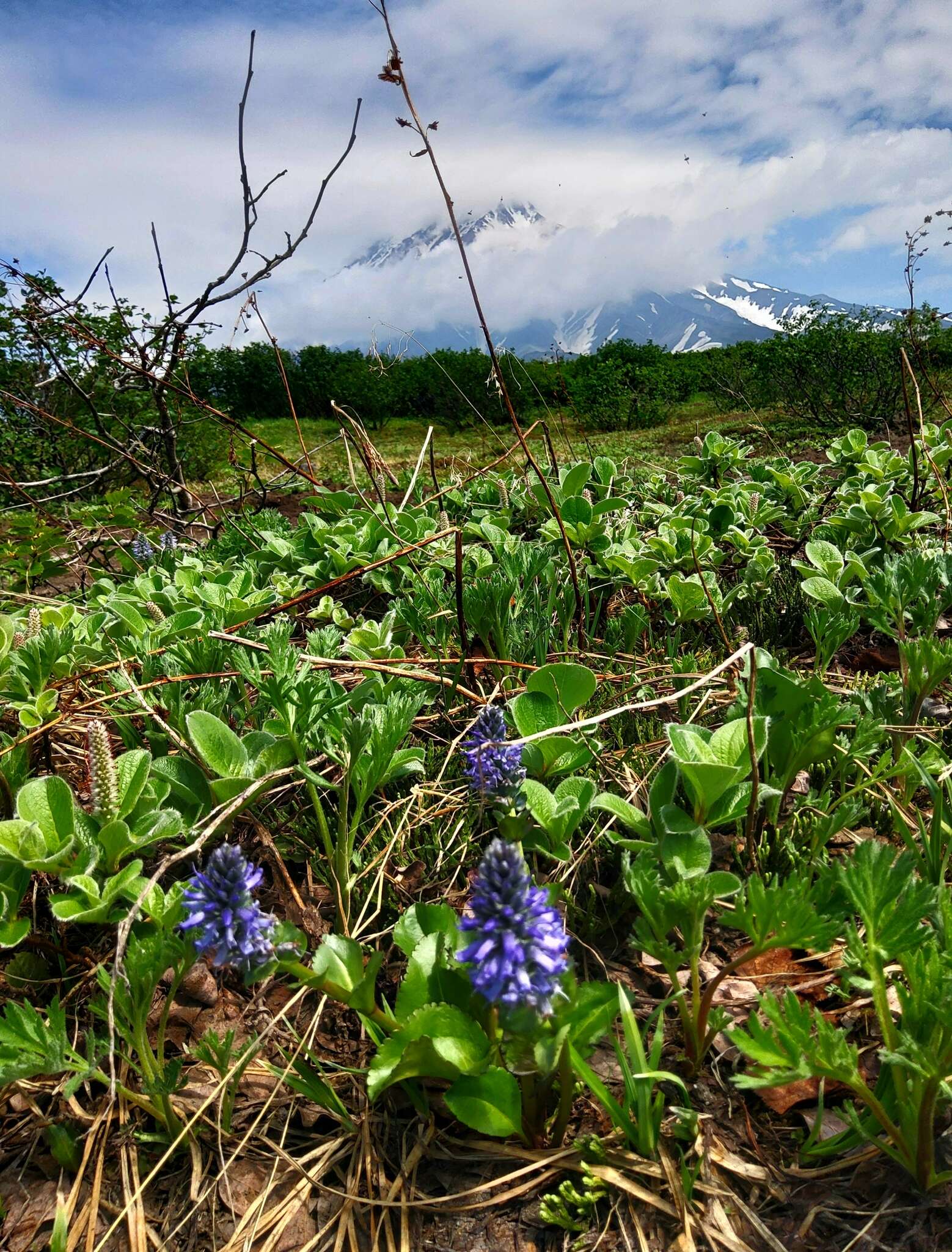 Imagem de Lagotis glauca J. Gaertn.