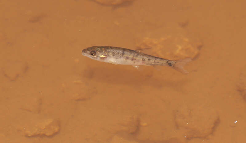 Image of Andalusian Barbel