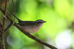 Basileuterus culicivorus hypoleucus Bonaparte 1850 resmi