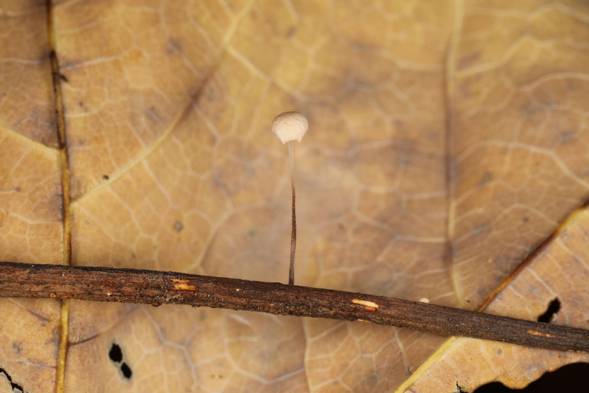 Image of Marasmius felix Morgan 1906