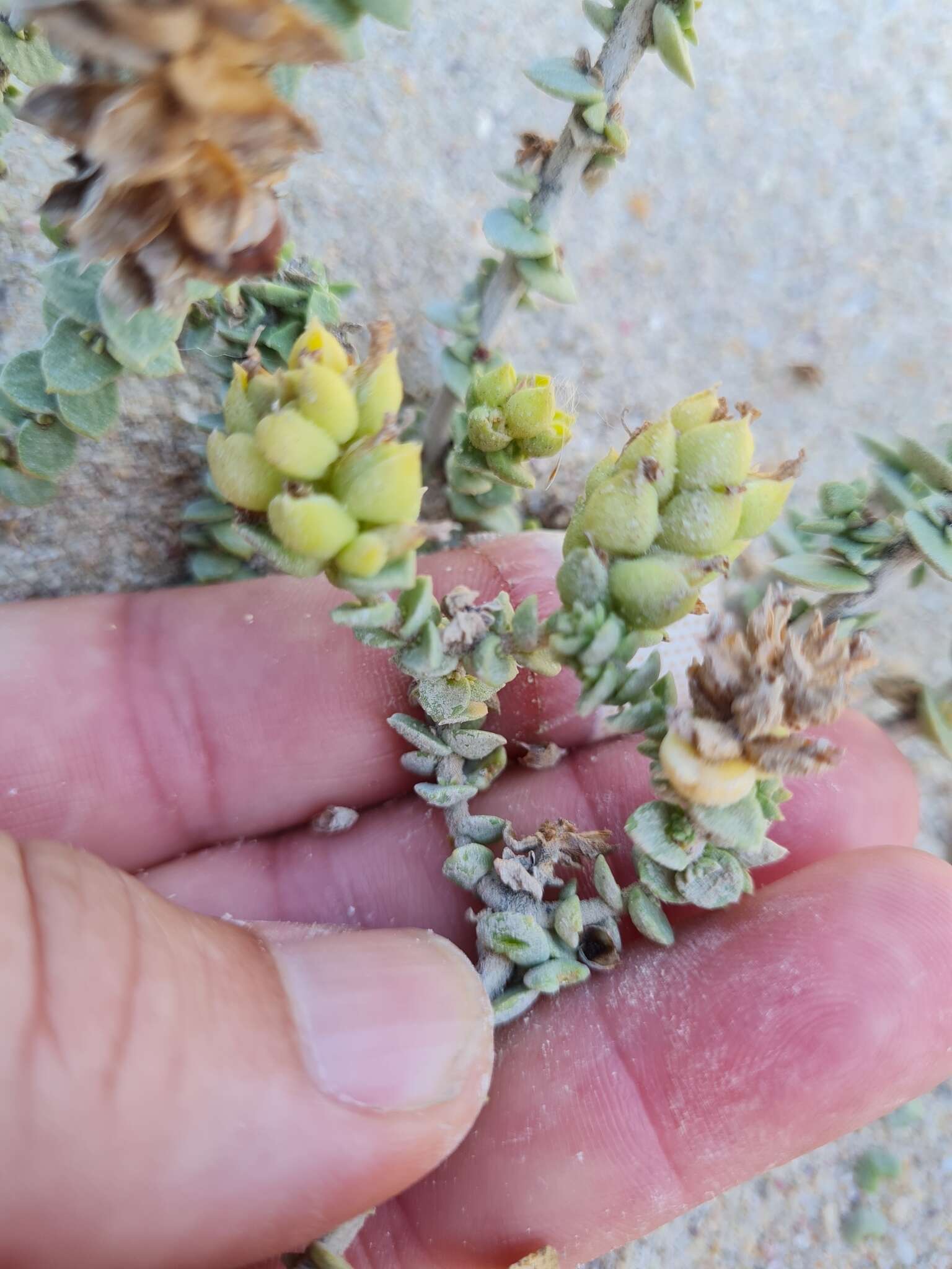 Sivun Hebenstretia cordata L. kuva