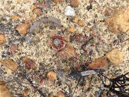 Image de Drosera eneabba N. Marchant & Lowrie