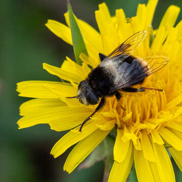 Image de Eristalis oestracea (Linnaeus 1758)