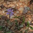 Image of Appalachian rose gentian