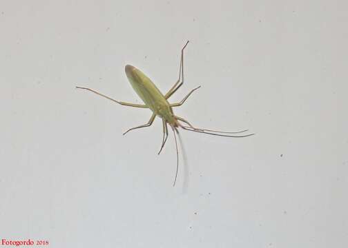 Image of Rice Leaf Bug