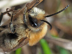 Image of Colletes cunicularius (Linnaeus 1761)