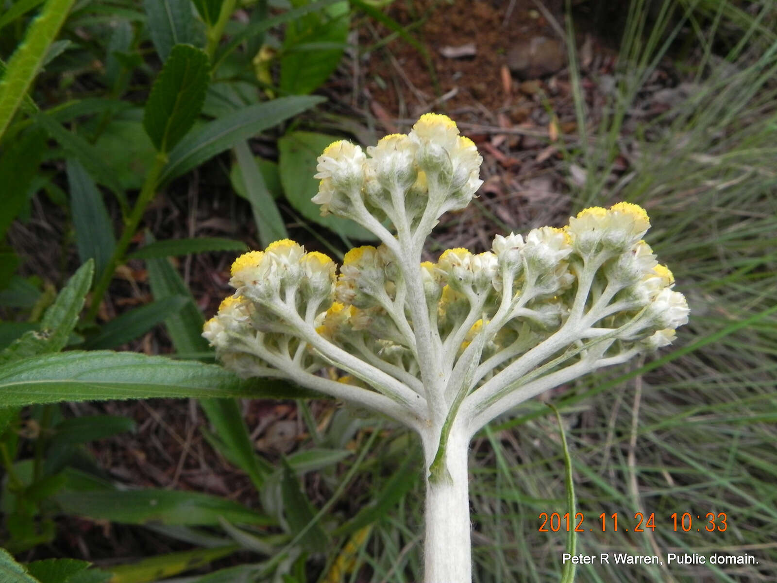 Image of Helichrysum nudifolium var. pilosellum (L. fil.) H. Beentje