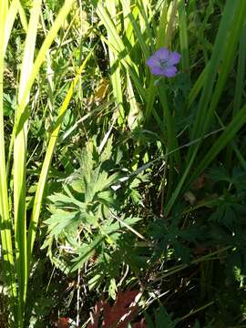 Image of Geranium collinum Stephan ex Willd.