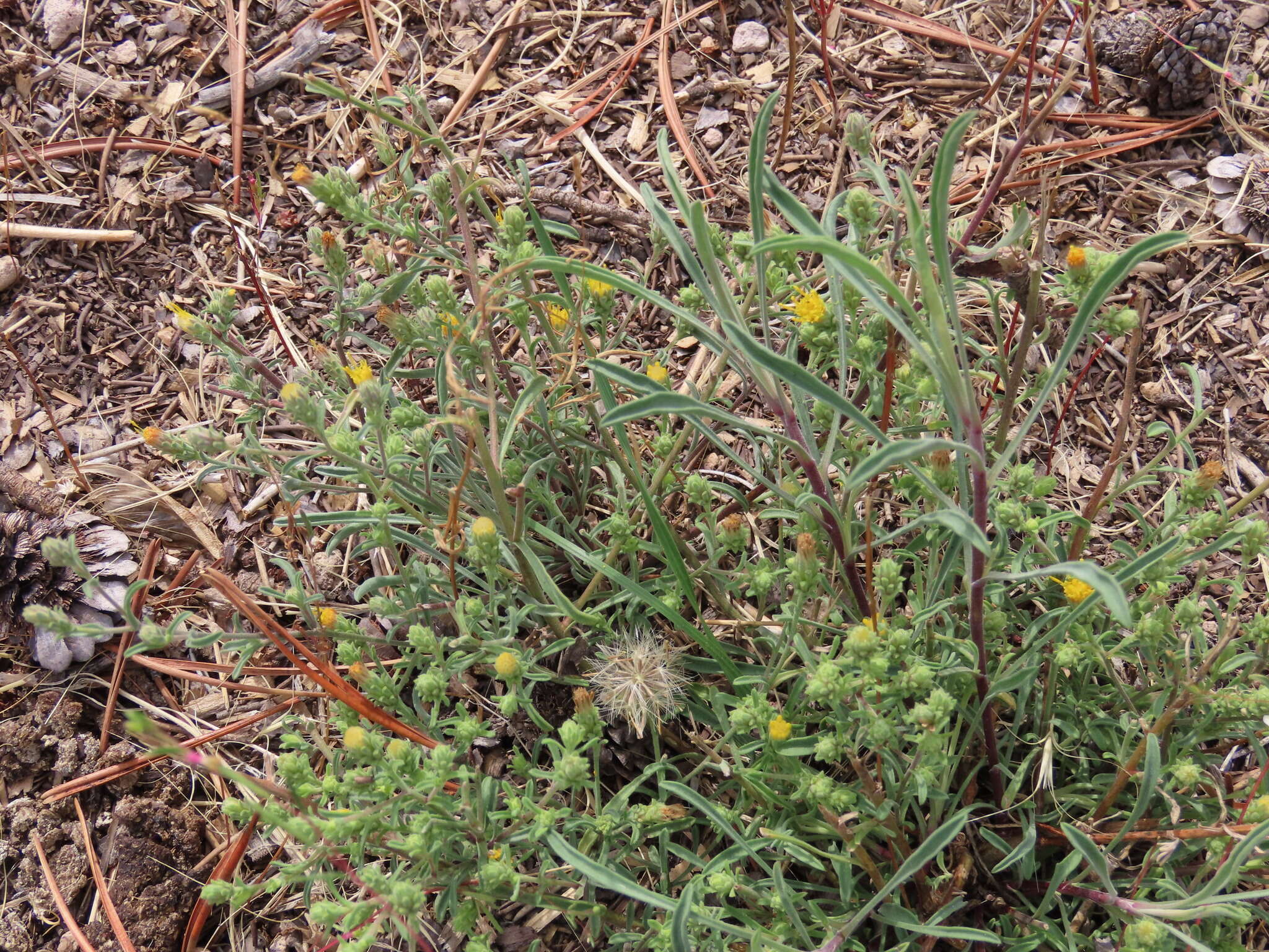 Image de Dieteria shastensis (A. Gray) D. W. Taylor