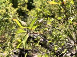 Image of brown dogwood