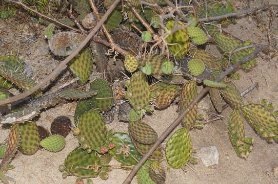 Image of Opuntia decumbens Salm-Dyck