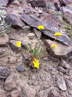 Plancia ëd Ivesia lycopodioides var. scandularis (Rydb.) Ertter & Reveal