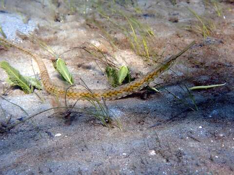 Image of Chain pipefish