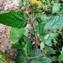 Image of Loose-Flower Swamp-Mallow