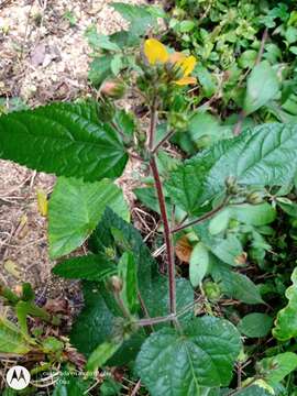 Pavonia paniculata Cav.的圖片