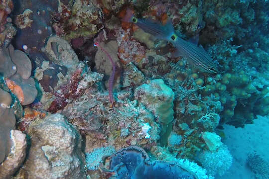 Image of Aqaba Cardinalfish