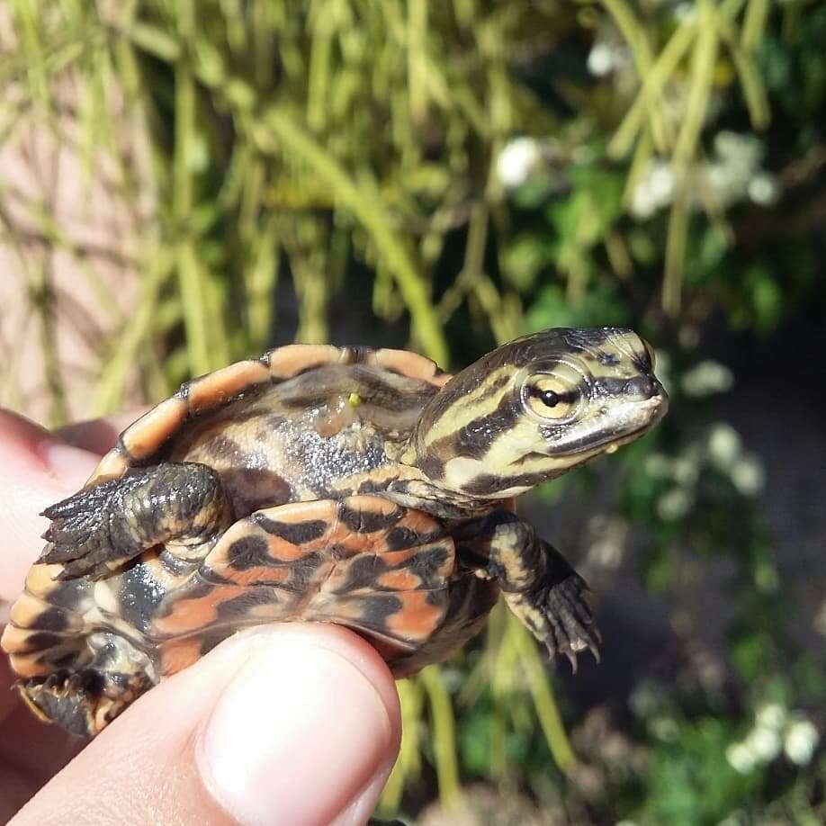 Image of Cotinga River Toadhead Turtle