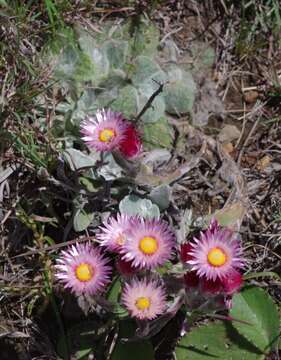 Image of Helichrysum adenocarpum DC.