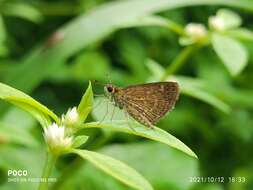 Aeromachus pygmaeus Fabricius 1775 resmi