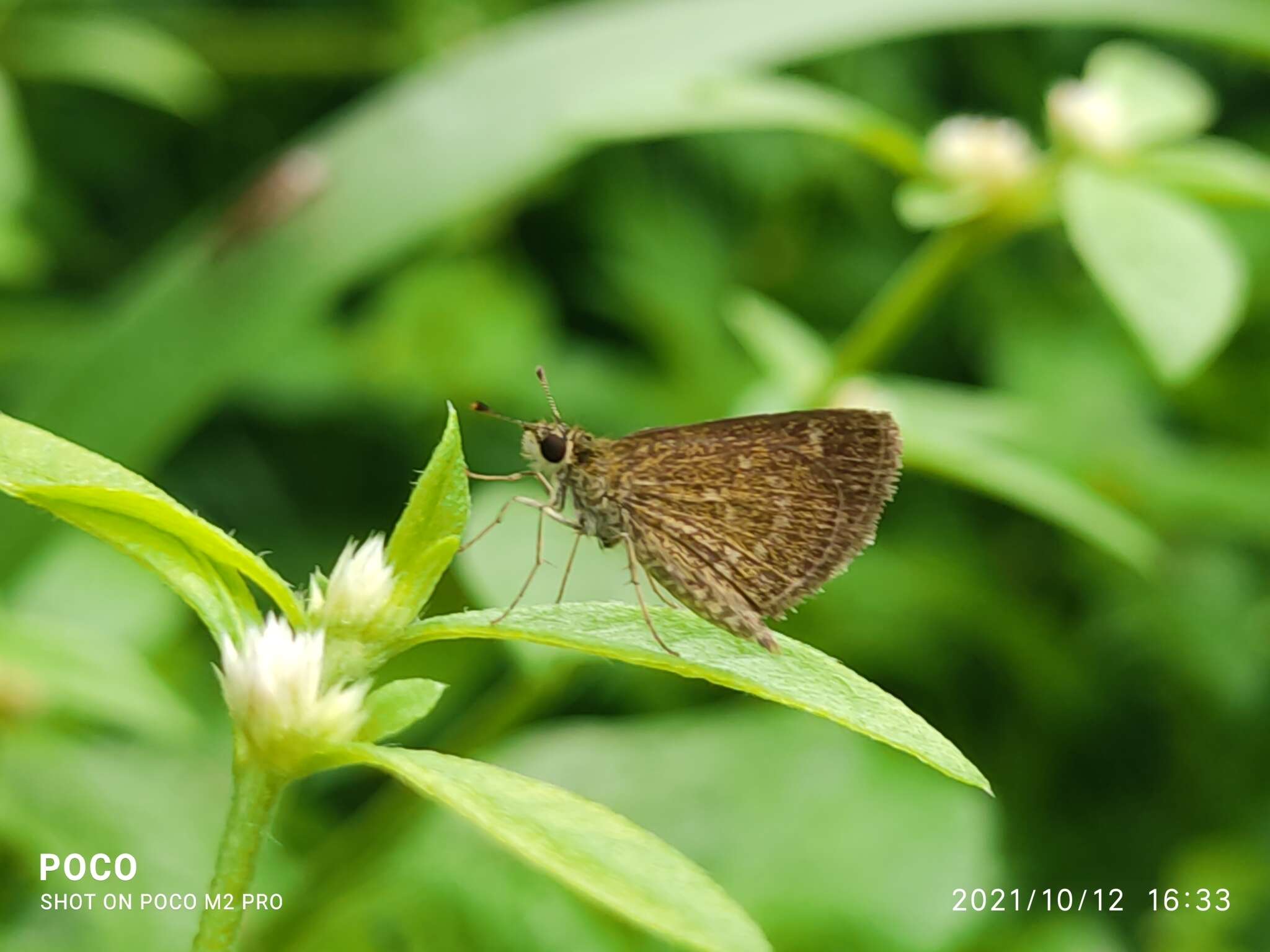 Image of Pygmy Scrub-hopper