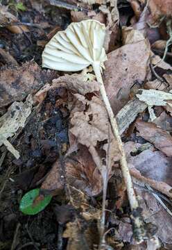 Image of Marasmius maximus Hongo 1962