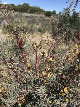 Astragalus douglasii var. perstrictus (Rydb.) Munz & Mc Burney resmi