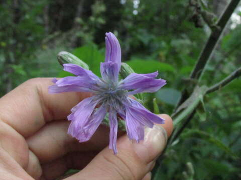 صورة Cicerbita macrophylla subsp. uralensis (Rouy) P. D. Sell