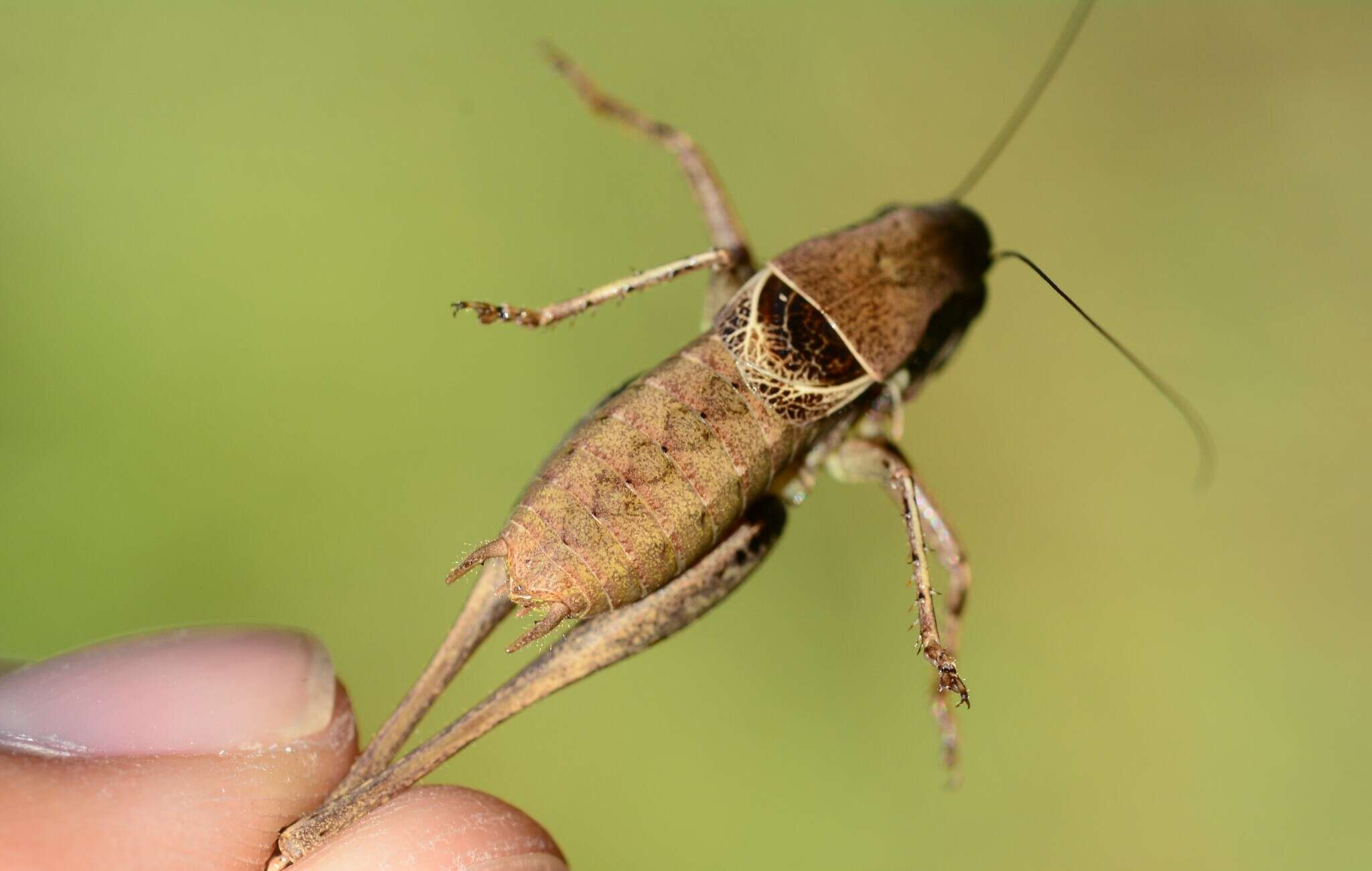 Image of Pholidoptera fallax (Fischer 1853)