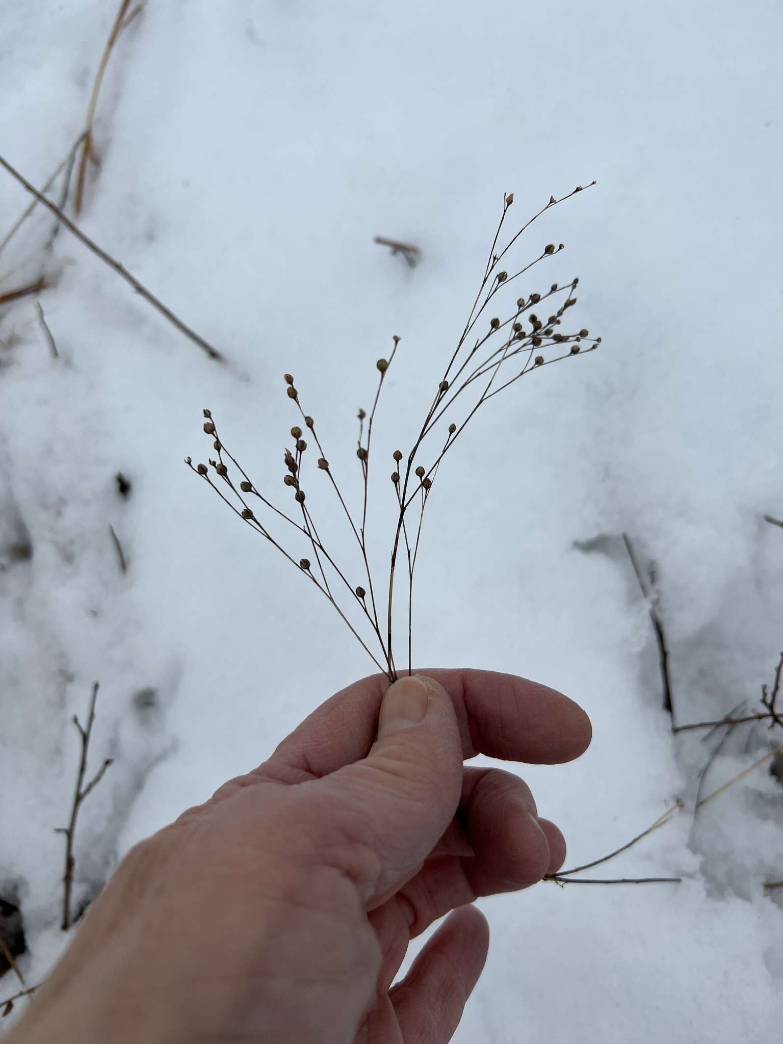 Image of Sandplain Flax