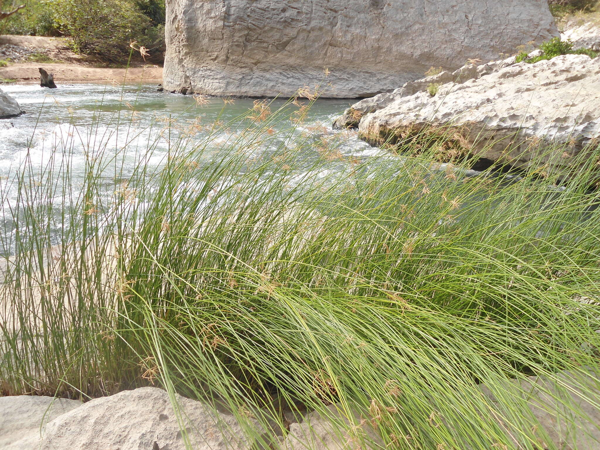 Image of Jointed Flatsedge