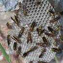 Image of Polistes minor Pal. de Beauv. 1818