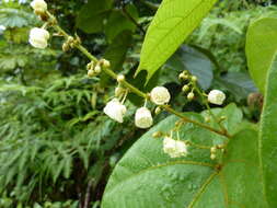 Image de Manniophyton fulvum Müll. Arg.