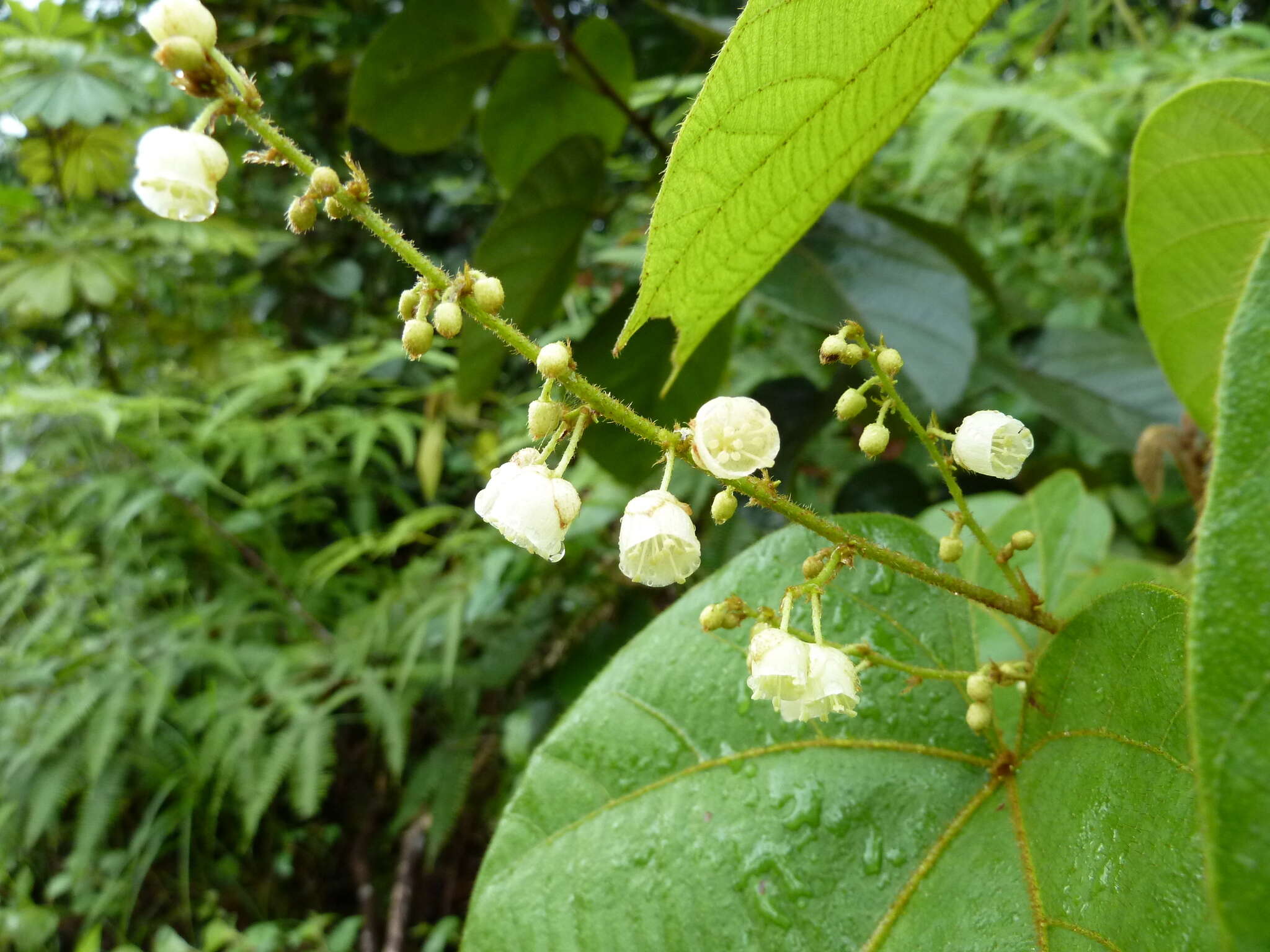 Image de Manniophyton fulvum Müll. Arg.