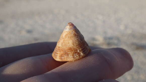 Image of Calliostoma tampaense (Conrad 1846)