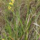 Image de Helichrysum longifolium DC.