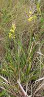 Image of Helichrysum longifolium DC.