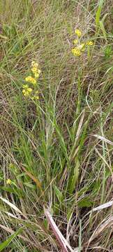 Image of Helichrysum longifolium DC.