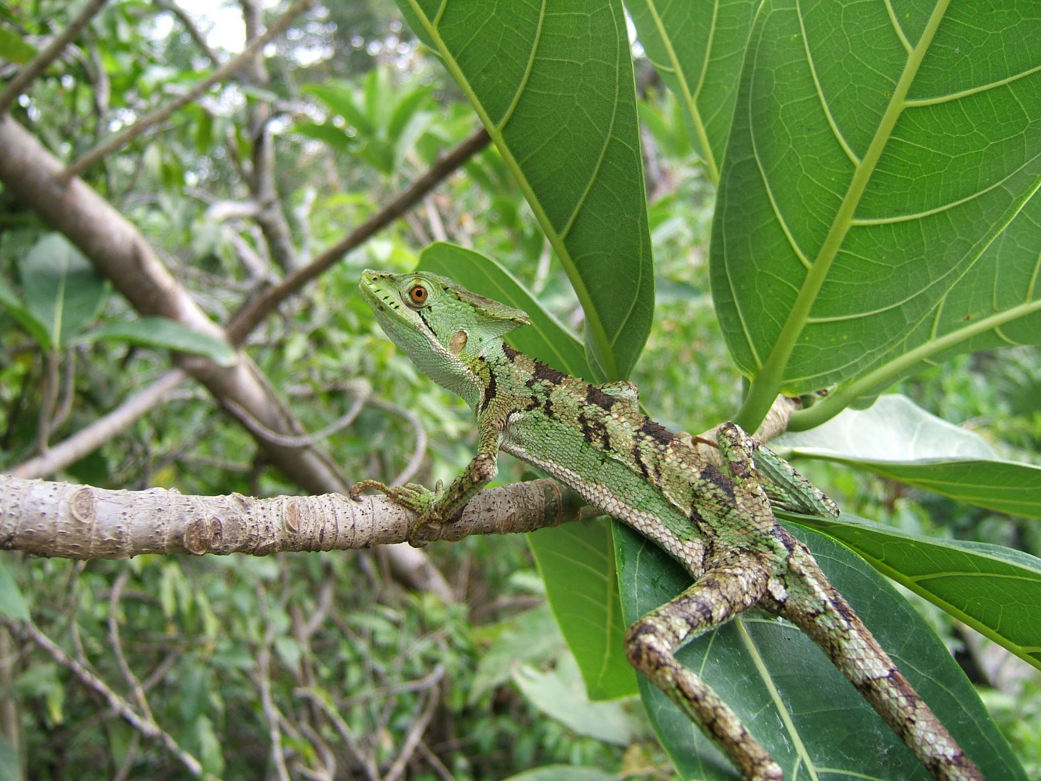 Image of Serrated casquehead iguana