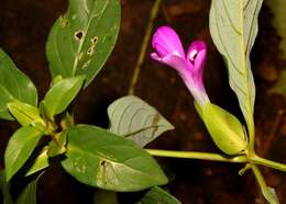 Image of Barleria montana Wall. ex Nees