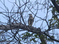 Image of Grey-lined Hawk