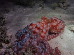 Слика од Callistoctopus dierythraeus (Norman 1993)