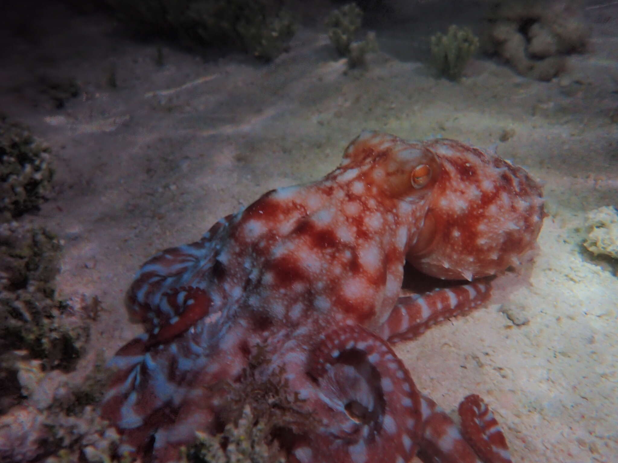 Imagem de Callistoctopus dierythraeus (Norman 1993)