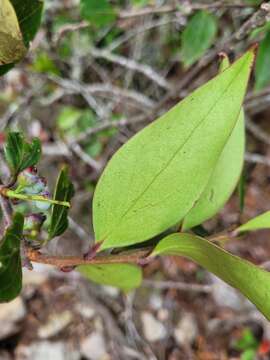 Image of Vaccinium dunalianum Wight