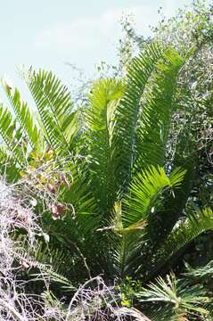 Image of Bushman's River Cycad