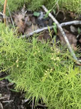 Image of Asparagus minutiflorus (Kunth) Baker