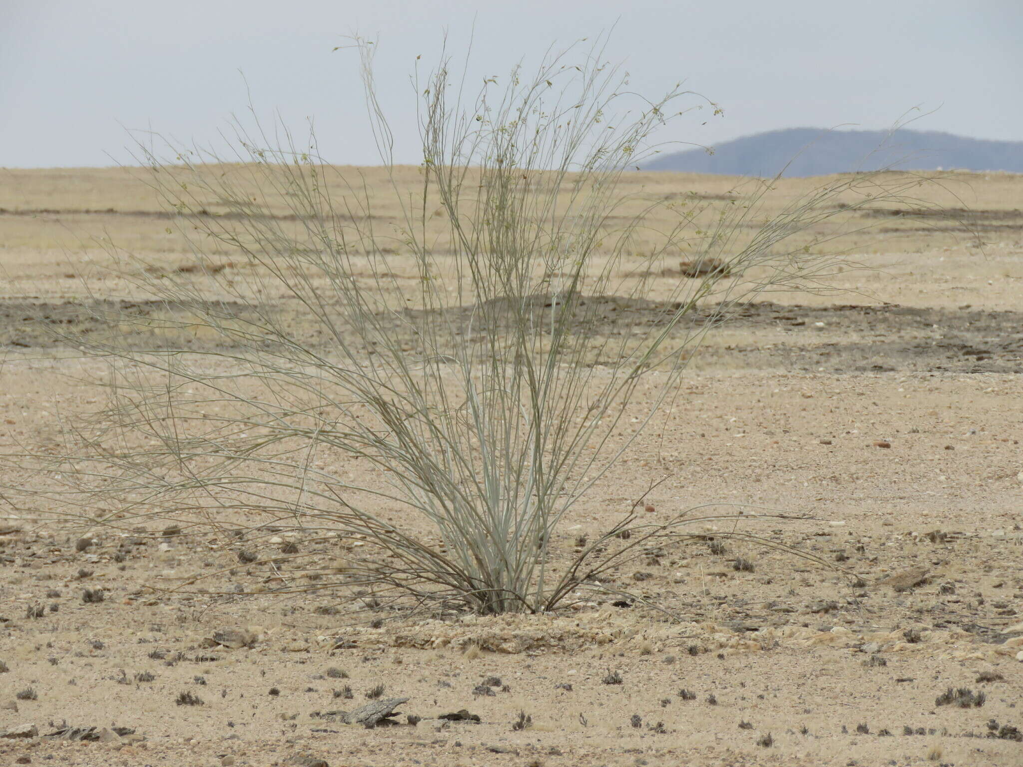 Sivun Gomphocarpus filiformis (E. Mey.) D. Dietr. kuva