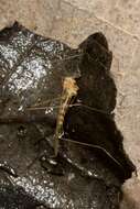 Image of Cranefly