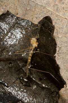 Image of Cranefly