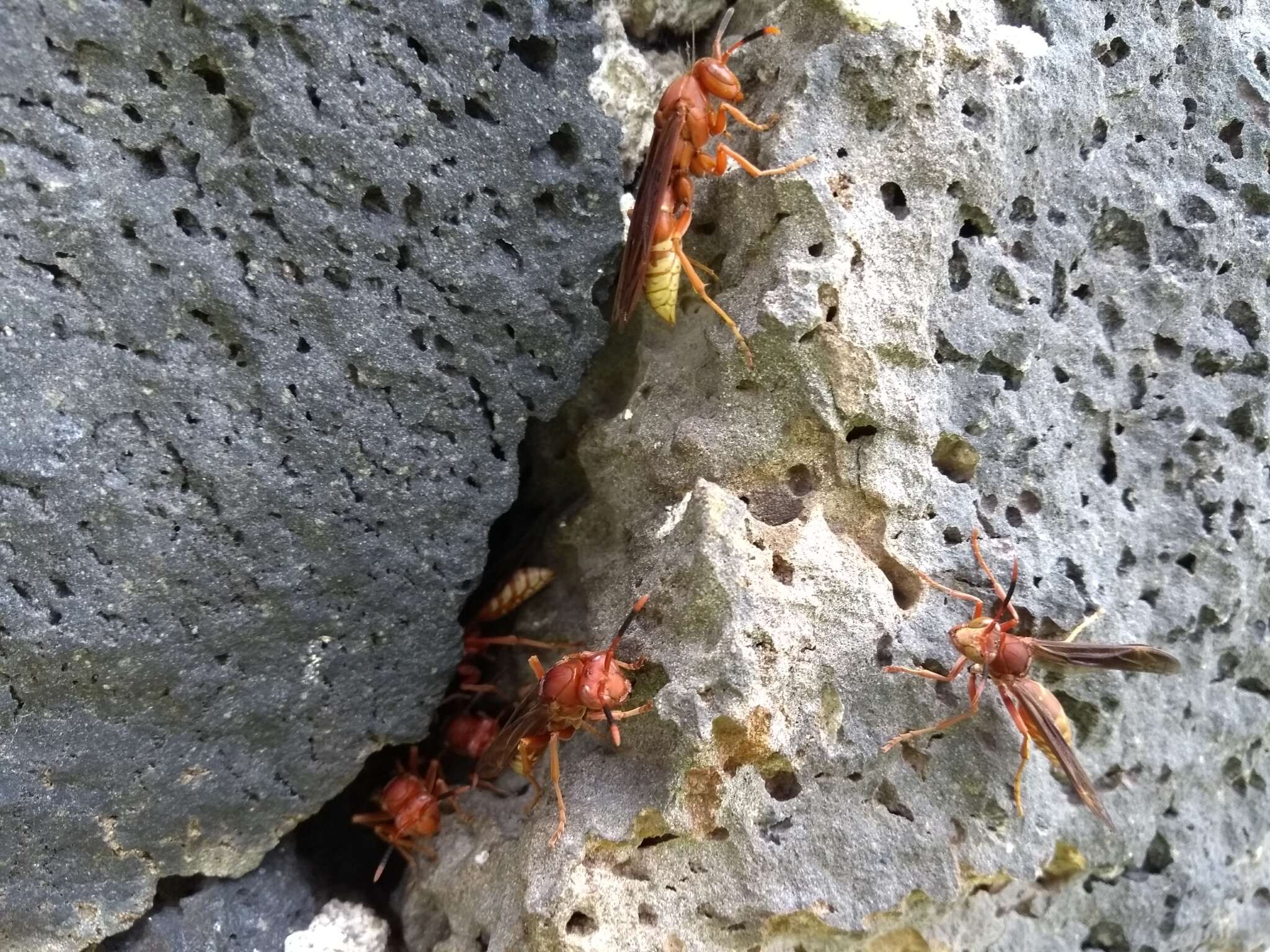 Image of Polistes mexicanus Bequard 1940